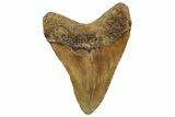 Fossil Megalodon Tooth - North Carolina #255196-1